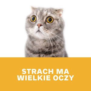 Ona i On Dobrze Ustawieni - Ćwiczenia | Strach ma wielkie oczy